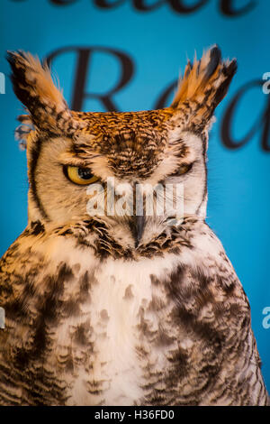 Eagle owl dans un échantillon d'oiseaux de proie, foire médiévale Banque D'Images