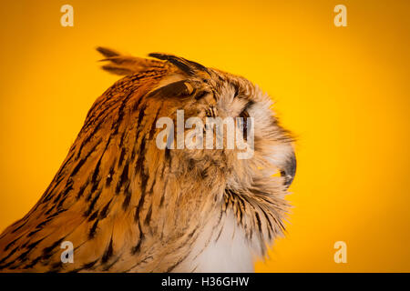 Regardant eagle owl dans un échantillon d'oiseaux de proie, foire médiévale Banque D'Images