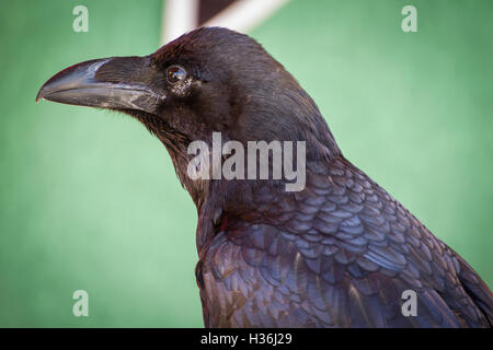 Black crow dans un échantillon d'oiseaux de proie, foire médiévale Banque D'Images