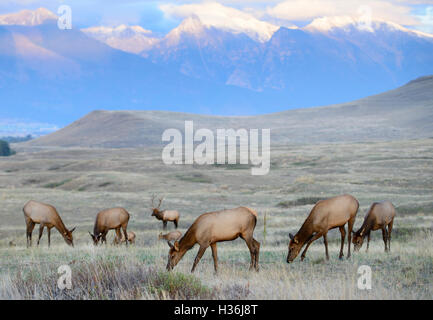 Un taureau le wapiti (Cervus canadensis) veille sur son harem, dans l'ouest de l'Amérique du Nord Banque D'Images