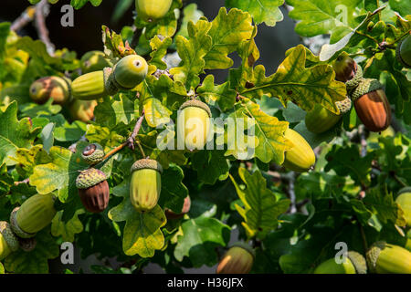 Close up de glands et feuilles de chêne anglais / chêne pédonculé (Quercus robur) à la fin de l'été / automne Banque D'Images