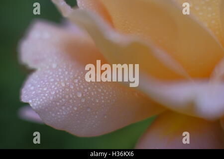 Gros plan d'une rose de couleur pêche montrant les gouttelettes d'eau sur les pétales Banque D'Images