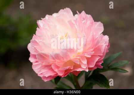 Paeonia 'Hawaiian Coral' dans un jardin anglais. Fleur de pivoine. Banque D'Images