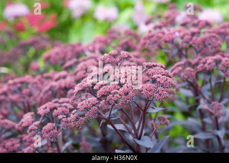 Hylotelephium 'Karfunkelstein'. Sedum 'Karfunkelstein'. Banque D'Images