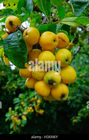 Pommes fruits ou de crabe de Malus 'Golden Hornet' en automne. Banque D'Images