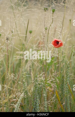 Un coquelicot dans un champ de maïs Banque D'Images