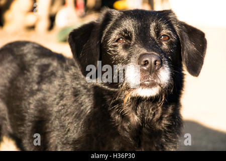 Vieux chien de la famille à la caméra à droite Banque D'Images