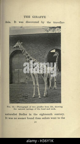 Ce travail traite des différentes espèces animales éteintes, en se concentrant sur leur histoire, leurs caractéristiques et les raisons de leur extinction. Banque D'Images