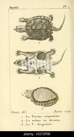 Cet ouvrage français propose une histoire naturelle des reptiles, avec des illustrations détaillées basées sur des observations de spécimens vivants, fournissant un aperçu de la biologie et de la classification des reptiles. Banque D'Images