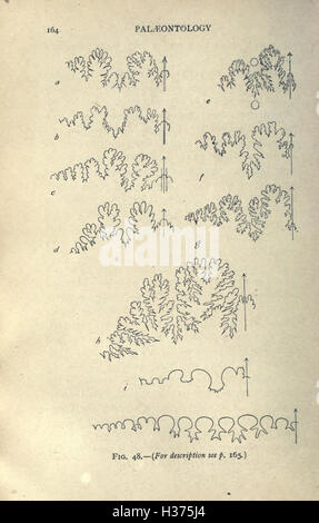 Ce travail d'introduction à la paléontologie couvre les concepts clés, les développements historiques et les principes fondamentaux de l'étude de la vie antique à travers les fossiles, offrant une approche du sujet conviviale pour les débutants. Banque D'Images