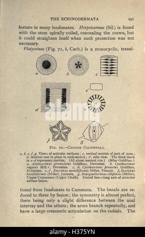 Ce travail d'introduction à la paléontologie couvre les concepts fondamentaux de la discipline, y compris la formation fossile, les périodes géologiques et les méthodes utilisées pour étudier les formes de vie anciennes. Il fournit une base pour comprendre l'histoire de la vie sur Terre. Banque D'Images