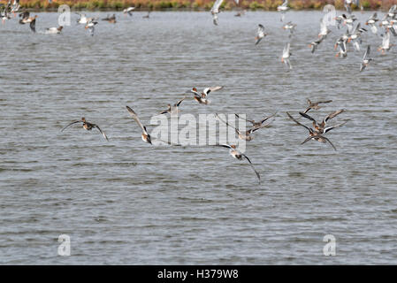Un petit troupeau de canards d'essentiellement aux commandes de l'appareil photo Banque D'Images
