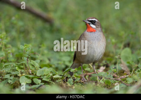 Siberian Rubythroat Luscinia calliope / Rubinkehlchen ( ), deuxième année civile, mâle, Hoogwoud, Pays-Bas. Banque D'Images