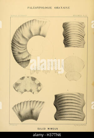 Cette ressource fournit des données géologiques pour la création d'une carte géologique de l'Algérie, y compris les formations rocheuses, les gisements minéraux et les caractéristiques du terrain propres à la région. Banque D'Images