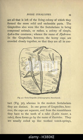 La commune de fossiles et où les trouver (page 43) BHL221 Banque D'Images