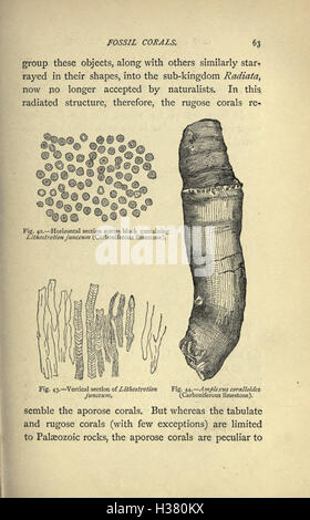 La commune de fossiles et où les trouver (page 63) BHL221 Banque D'Images