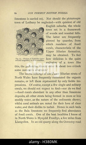 La commune de fossiles et où les trouver (page 80) BHL221 Banque D'Images