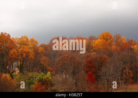 Les arbres dans les bois de couleurs changeantes à l'automne, avec la tombée de la nuit, ciel nuageux Banque D'Images