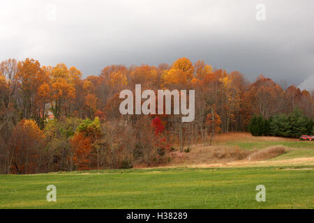 Les arbres dans les bois de couleurs changeantes à l'automne, avec la tombée de la nuit, ciel nuageux Banque D'Images