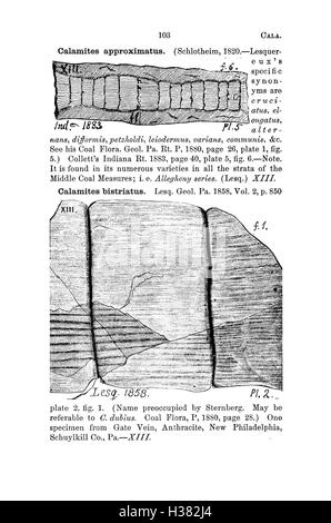 Ce dictionnaire compile les espèces fossiles de Pennsylvanie et des régions environnantes, offrant des classifications et des descriptions détaillées des fossiles trouvés dans ces régions. Banque D'Images
