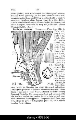 Ce dictionnaire fournit des informations détaillées sur les fossiles de Pennsylvanie et des états environnants, compilant des données à partir de relevés et de catalogues. Il offre des descriptions scientifiques de diverses espèces fossiles et de leur signification. Banque D'Images