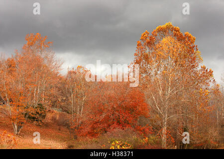 Les arbres dans les bois de couleurs changeantes à l'automne, avec la tombée de la nuit, ciel nuageux Banque D'Images