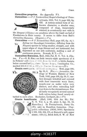 Ce dictionnaire compile les espèces fossiles trouvées en Pennsylvanie et dans les états environnants, faisant référence à des rapports et catalogues de levés géologiques locaux pour la recherche paléontologique. Banque D'Images
