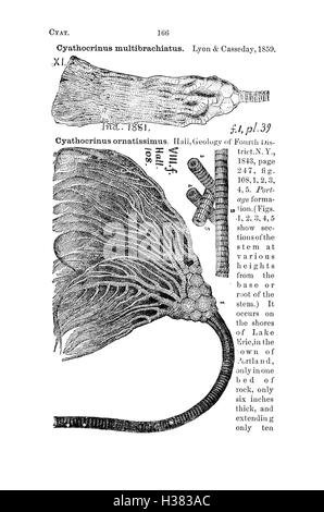 Ce dictionnaire compile des fossiles de Pennsylvanie et des régions avoisinantes, détaillant les noms des espèces trouvés dans les rapports d'enquête. Il sert de référence pour les paléontologues et les chercheurs qui étudient les archives fossiles de ces régions. Banque D'Images