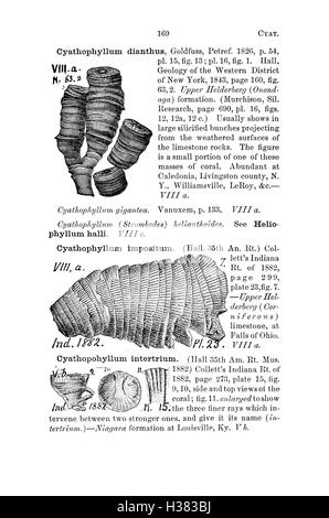 Ce dictionnaire fournit une liste complète des espèces fossiles de Pennsylvanie et des régions avoisinantes, offrant des descriptions détaillées et des classifications des fossiles découverts dans les études géologiques. Banque D'Images