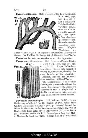 Ce dictionnaire fournit des informations détaillées sur les fossiles trouvés en Pennsylvanie et dans les environs, en se concentrant sur l'identification et la classification des fossiles. Banque D'Images