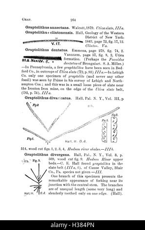 Ce dictionnaire fournit des descriptions détaillées et des classifications des fossiles trouvés en Pennsylvanie et dans les régions environnantes, basées sur des relevés et des rapports d'études géologiques locales. Banque D'Images
