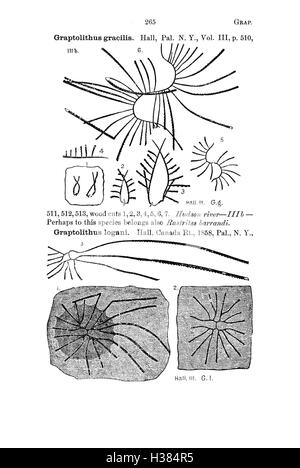 Ce dictionnaire compile les archives fossiles de la Pennsylvanie et des régions environnantes, comme documenté dans les études scientifiques et les rapports. Il fournit des classifications détaillées des espèces fossilisées trouvées dans la région, facilitant la recherche et les études paléontologiques. Banque D'Images