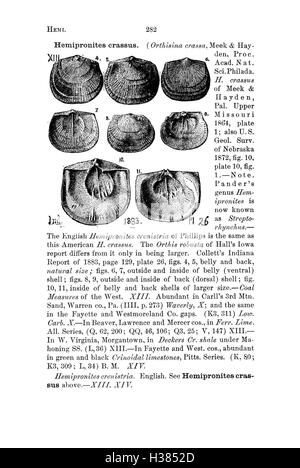 Une référence complète des fossiles découverts en Pennsylvanie et dans les états voisins, compilés à partir de diverses études géologiques. Ce dictionnaire fournit des informations détaillées sur l'identification des fossiles et leur signification historique. Banque D'Images