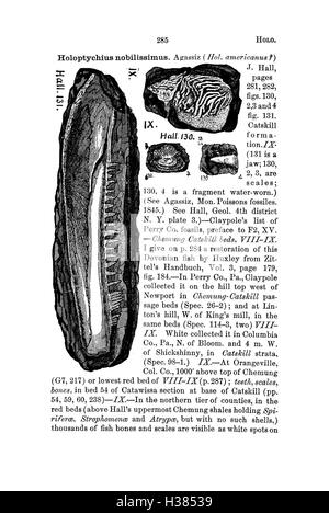 Ce dictionnaire documente les espèces fossiles trouvées en Pennsylvanie et dans les états voisins, fournissant des données précieuses sur l'histoire géologique de la région. Banque D'Images