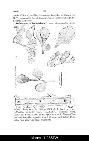 Ce dictionnaire fournit une liste exhaustive des espèces fossiles trouvées en Pennsylvanie et dans les états environnants, soulignant leur importance dans les études géologiques. Banque D'Images