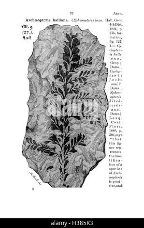 Ce dictionnaire compile les noms des fossiles trouvés en Pennsylvanie et dans les régions environnantes, tels que catalogués dans les études géologiques. Il fournit des informations détaillées sur les espèces fossilisées découvertes au cours de ces études. Banque D'Images