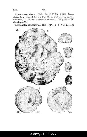 Ce dictionnaire fournit des informations détaillées sur les espèces fossiles trouvées en Pennsylvanie et dans les régions avoisinantes, basées sur des rapports et des catalogues de levés géologiques, aidant à l'identification et à l'étude des fossiles locaux. Banque D'Images
