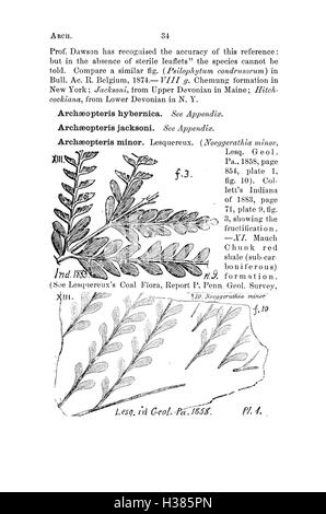 Ce dictionnaire fournit des descriptions détaillées et des classifications des fossiles trouvés en Pennsylvanie et dans les états voisins, tels que rapportés dans les études scientifiques et les catalogues. Banque D'Images