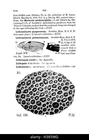 Ce dictionnaire compile les espèces fossiles identifiées en Pennsylvanie et dans les états voisins, à partir de relevés et de catalogues. Il fournit des descriptions détaillées des fossiles trouvés dans ces régions, contribuant ainsi à la connaissance paléontologique de l'Amérique du Nord. Banque D'Images