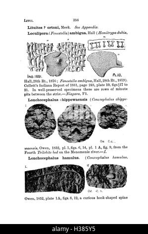 Ce dictionnaire compile les espèces fossiles trouvées en Pennsylvanie et dans les états voisins, fournissant des descriptions détaillées et des classifications à partir de relevés géologiques. Banque D'Images