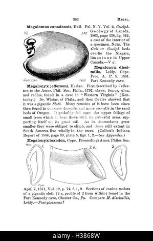 Ce dictionnaire fournit une longue liste de fossiles trouvés en Pennsylvanie et dans les états voisins, compilés à partir de rapports et de catalogues, en se concentrant sur la signification paléontologique. Banque D'Images