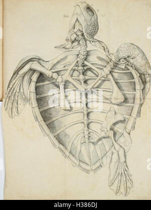 Ce texte allemand explore les caractéristiques physiques et anatomiques des tortues, en mettant l'accent sur leur anatomie, leur physiologie et l'étude de leurs caractéristiques internes et externes. Banque D'Images