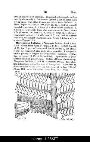 Ce dictionnaire compile et catégorise les espèces fossiles trouvées en Pennsylvanie et dans les régions voisines, en se basant sur des études géologiques et des rapports catalogués. Banque D'Images