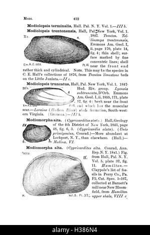 Ce dictionnaire fournit des descriptions détaillées et des classifications des espèces fossiles trouvées en Pennsylvanie et dans les régions avoisinantes, telles que documentées dans les rapports d'enquête. Banque D'Images