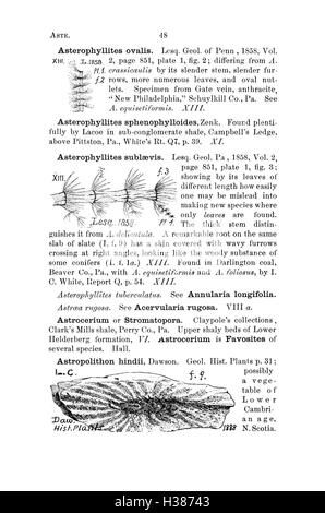 Ce dictionnaire fournit des descriptions détaillées et des classifications des fossiles trouvés en Pennsylvanie et dans les régions avoisinantes. Il sert de référence pour les paléontologues et les chercheurs qui étudient les archives fossiles régionales. Banque D'Images