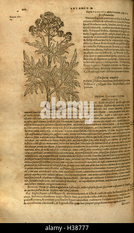 Ce travail fournit une histoire et une classification complètes des plantes, en se concentrant sur leurs propriétés botaniques et leur importance dans divers écosystèmes. Banque D'Images