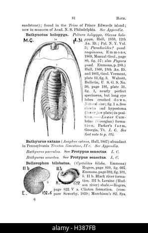 Ce dictionnaire compile les noms des fossiles trouvés en Pennsylvanie et dans les régions avoisinantes, fournissant des informations détaillées sur les espèces documentées dans les rapports officiels de relevé. Banque D'Images