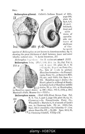 Ce dictionnaire fournit des descriptions détaillées et des classifications des fossiles trouvés en Pennsylvanie et dans les régions environnantes, comme documenté dans des études et des rapports scientifiques. Banque D'Images