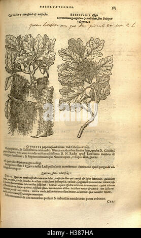 'Plantarum, seu, Stirpium Historia' est un ouvrage botanique axé sur la classification et l'histoire des plantes. Il fournit des descriptions complètes des espèces végétales et de leurs utilisations médicinales, culinaires et écologiques. Le texte est une contribution significative aux premières études botaniques et à la classification des plantes. Banque D'Images