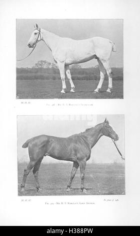 Cette page aborde les différents points du cheval, en se concentrant sur les caractéristiques anatomiques clés qui sont essentielles pour comprendre la conformation et les soins du cheval. Banque D'Images
